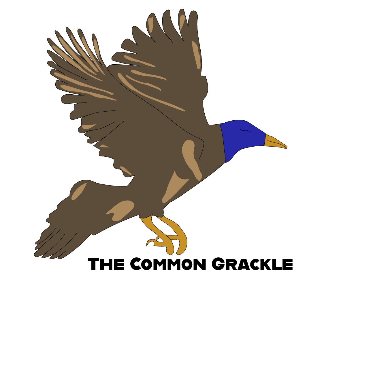 The Common Grackle